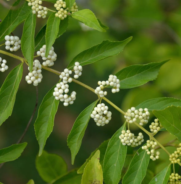 Zweig mit grünen Blättern und weißen Beeren