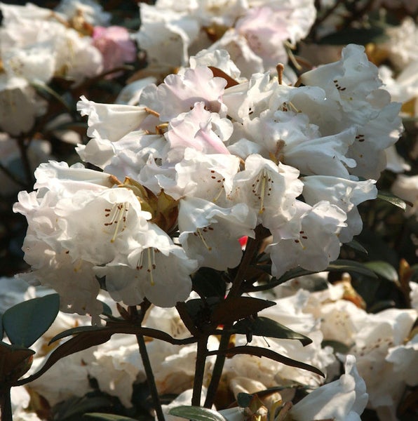 Nahaufnahme von weißen Rhododendronblüten