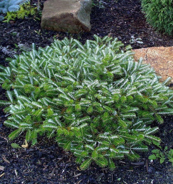 Grüne Zwergkiefer im Garten