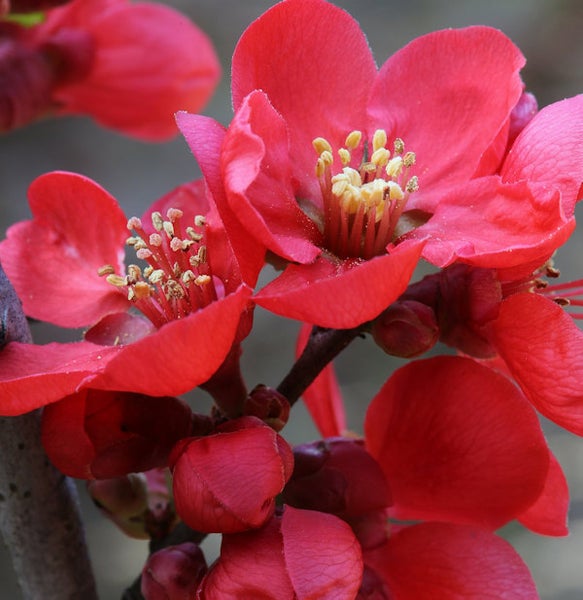 Nahaufnahme von Zierquittenblüten