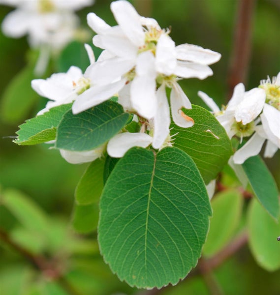 Felsenbirne mit weißen Blüten und grünen Blättern