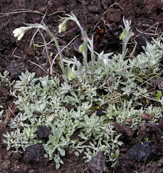 Gefülltes Edelweiß, eine winterharte Staude für den Garten