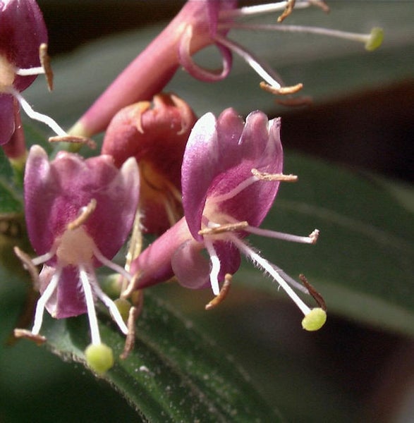 Nahaufnahme von rosafarbenen Blüten mit langen Stempeln