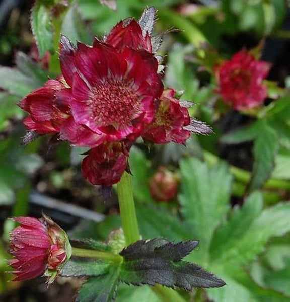 Blühende Geum coccineum Pflanze im Detail