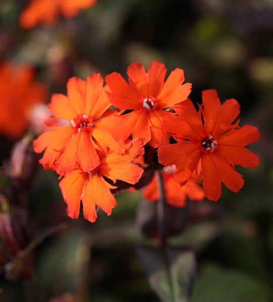 Büschel von brennenden Liebesblumen im Nahbereich.