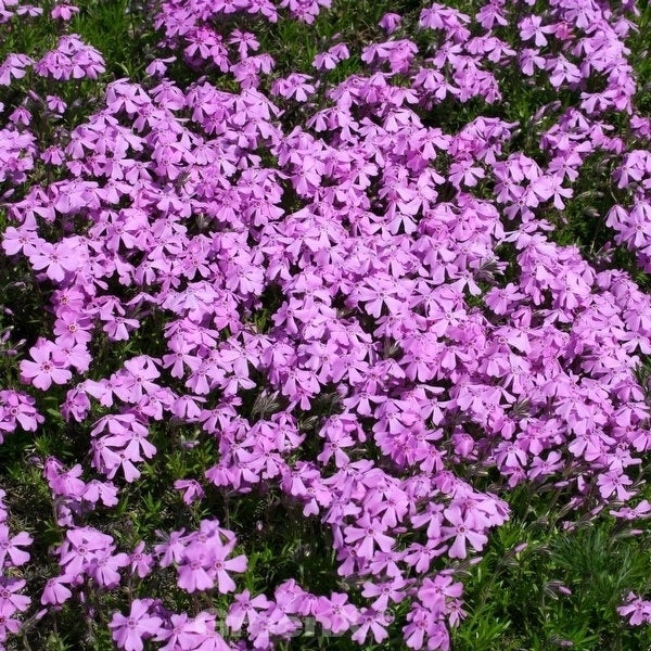 Nahaufnahme von Teppichphlox Blumen im Garten