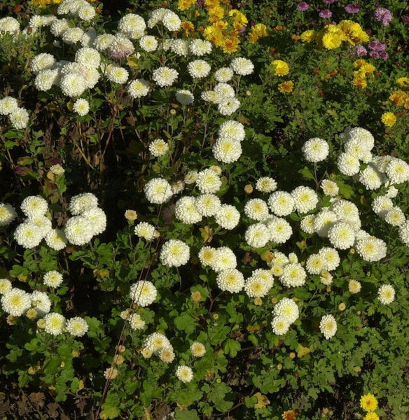 Nahaufnahme von weißen und gelben Chrysanthemen im Gartenbeet.