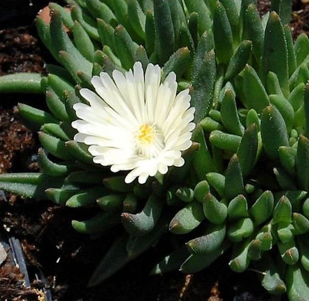 Delosperma Congestum mit weißer Blüte