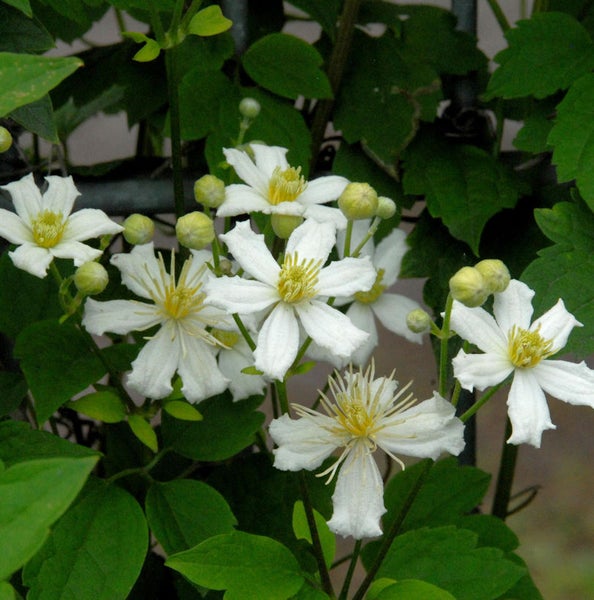 Blühende Clematis-Pflanze mit weißen Blüten und grünen Blättern