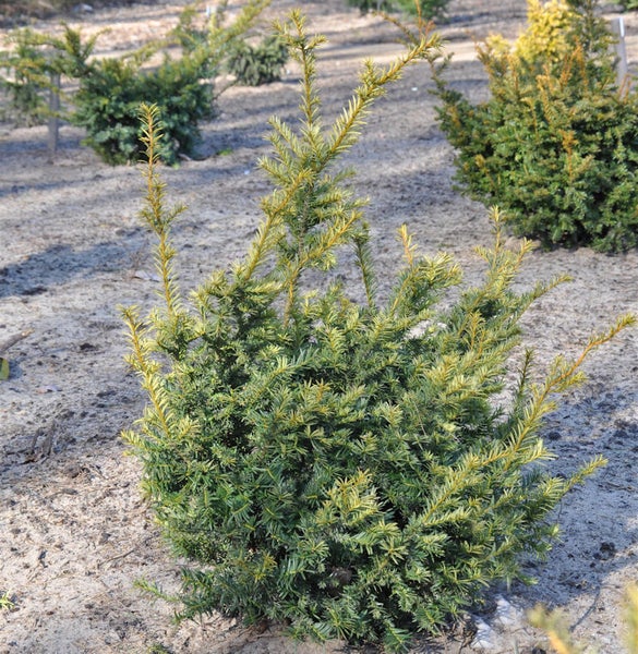 Eibe als immergrünes Gehölz für den Garten