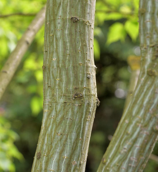 Stämme des Acer pensylvanicum im Detail