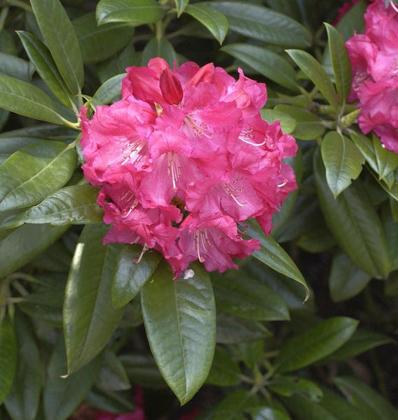 Nahaufnahme einer rosa Rhododendronblüte mit grünen Blättern