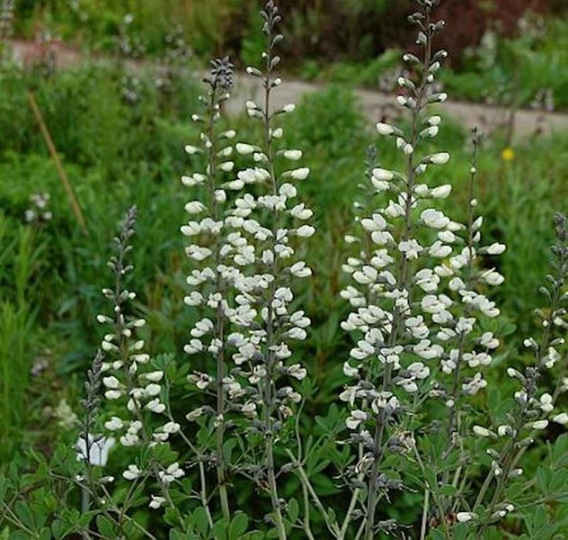 Aufnahme von Schmetterlingsblütlern im Garten.