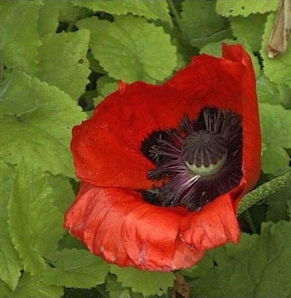 Nahaufnahme einer roten Mohnblume im Garten