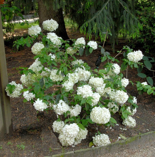 Schneeballstrauch mit weißen Blüten im Garten
