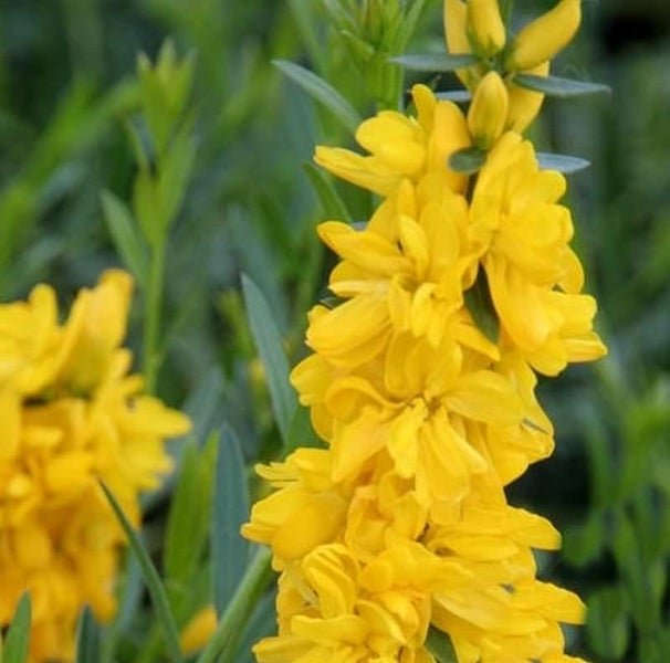 Gelbe Färber-Ginsterblüte im Nahbereich