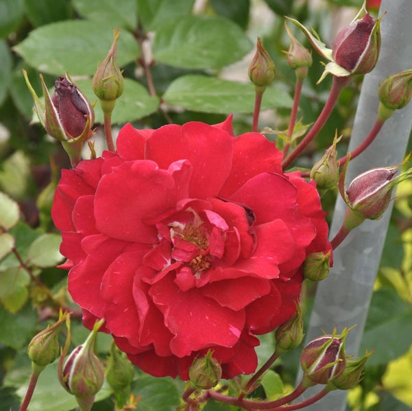 Nahaufnahme einer roten Rose mit Knospen