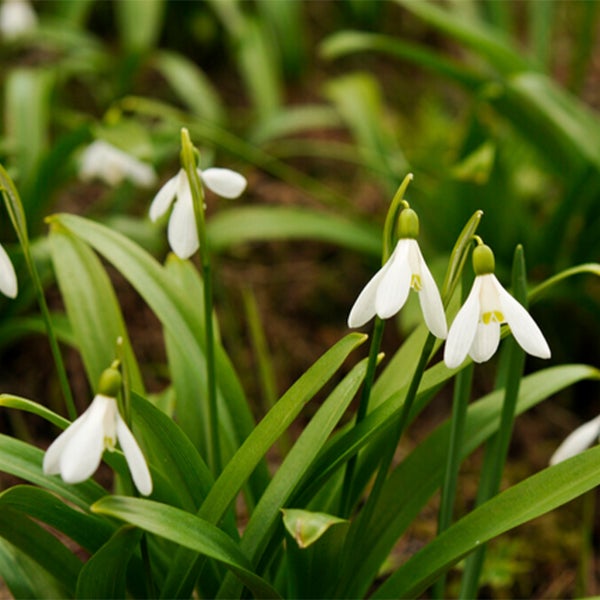 Bloomique – Mischung aus 25 – Galanthus Woronowii – Schneeglöckchen – Weiß – Blumenzwiebeln – Frühlingsblüte – Mehrjährige Pflanzen – Wird 10–15 cm groß