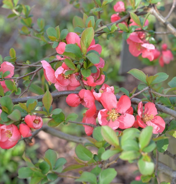 Blühender Zierquittenstrauch mit rosa Blüten und grünen Blättern.