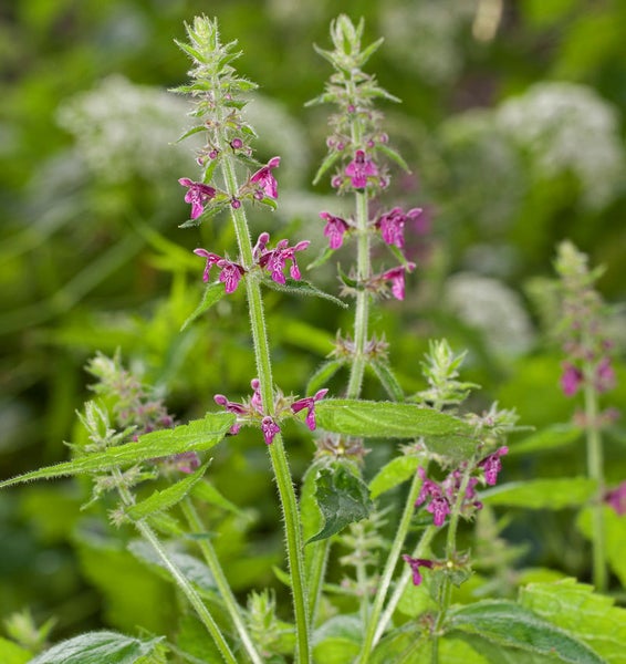 Aufnahme einer kriechenden Honigbiene mit Blüten und grünen Blättern.