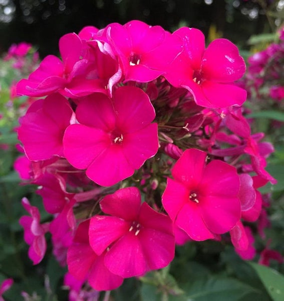 Nahaufnahme einer Gruppe von rosafarbenen Phlox-Blüten.