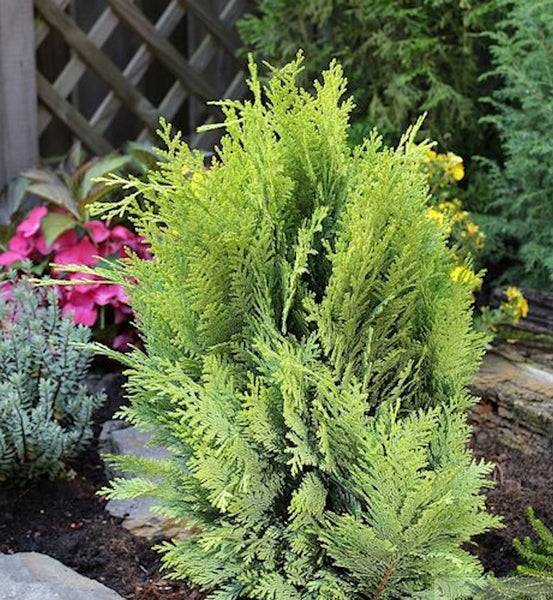 Im Bild ist eine einzelne gelbgrüne Zypresse im Garten zu sehen.