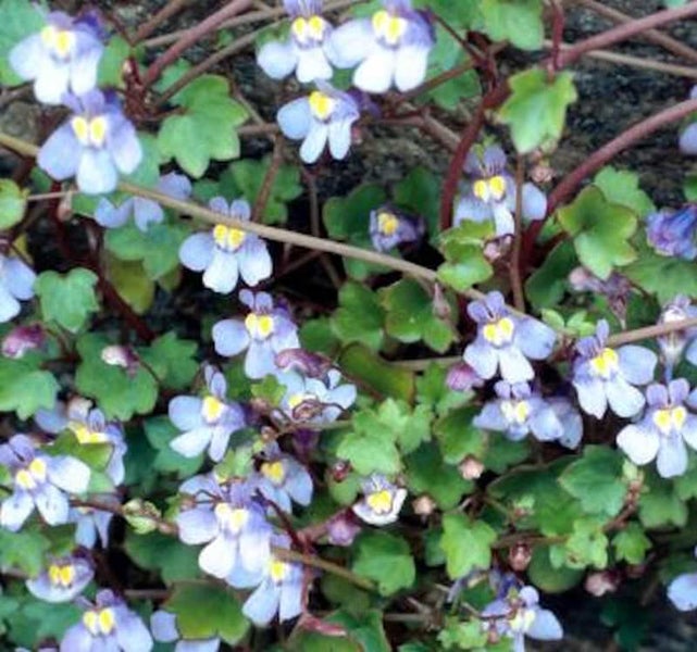 Blüten der Zimbelkraut Pflanze mit grünen Blättern