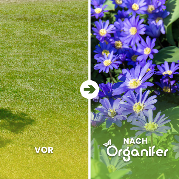 Vorher nachher Effekt mit Organifer Gartendünger
