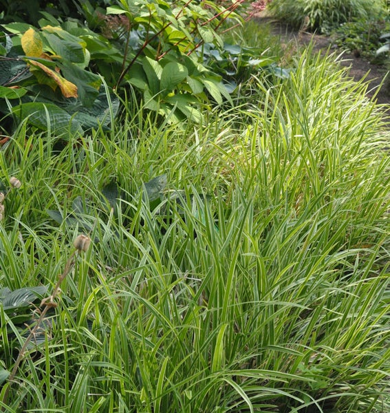 Bodendecker mit grünen Blättern im Garten