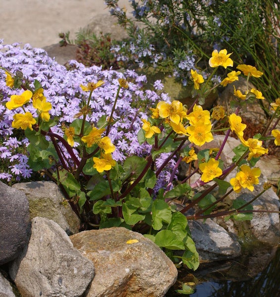 Sumpfdotterblume mit gelben Blüten im Gartenteich