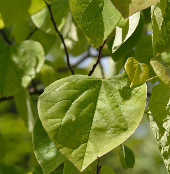 Nahaufnahme von Blättern eines Judasbaums