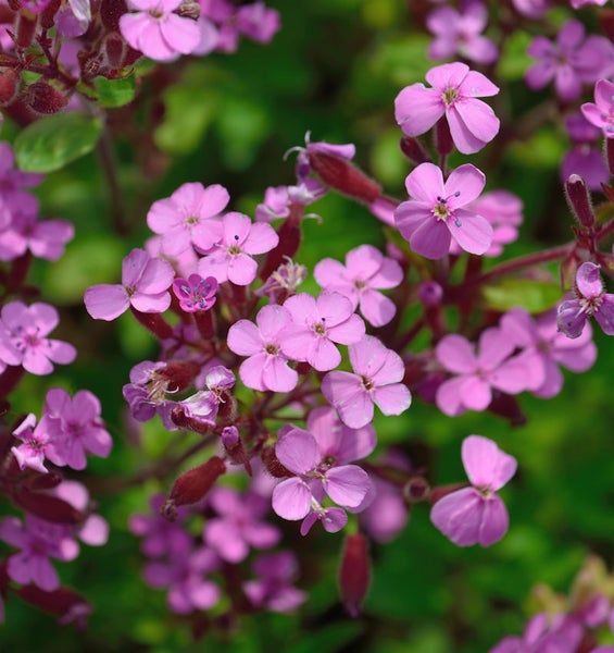 Nahaufnahme von Nelkenleimkraut mit rosa Blüten