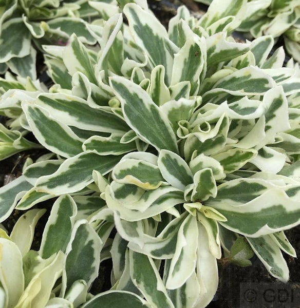 Im Bild ist eine Pflanze mit grün-weiß gestreiften Blättern zu sehen.