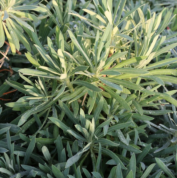 Wolfsmilch Gewächs mit länglichen Blättern