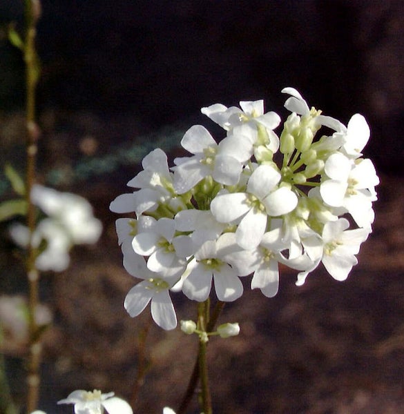 Nahaufnahme einer Traube weißer Nachtviole