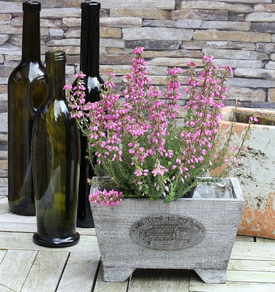 Besenheide in einem Holzkasten mit Weinflaschen im Hintergrund
