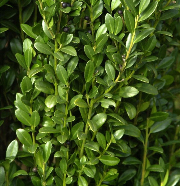 Immergrüner Buchsbaum mit Blättern und Beeren
