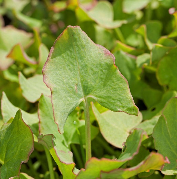 Blätter des Ampfer-Knöterichs im Detail