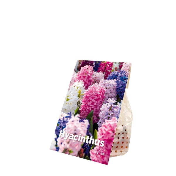 Bloomique – 10er-Mix – Hyacinthus – Hyazinthe – Farbmischung – Blumenzwiebeln – Frühlingsblüte – mehrjährige Pflanzen – wird bis zu 20–25 cm groß