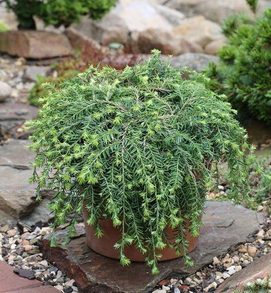 Im Bild ist eine Zwerg-Eibe in einem Topf im Garten zu sehen.