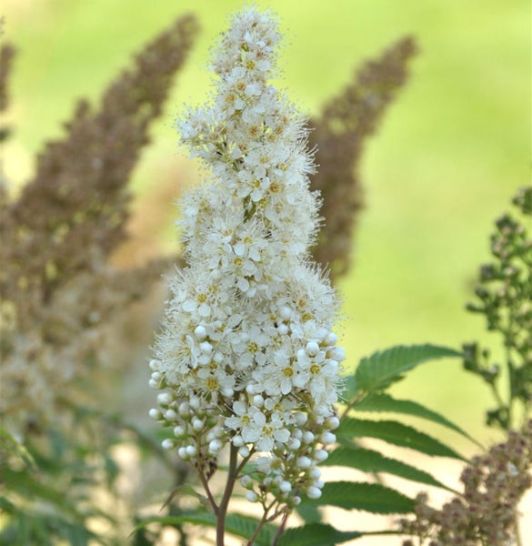 Blüte des Spierstrauchs