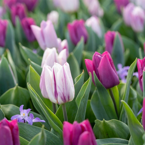 Bloomique – 20er-Mix – Tulipa Purple Mix – Lila Mix – Tulpenzwiebeln – Blumenzwiebeln – Frühlingsblüher – mehrjährige Pflanzen – wird bis zu 30–35 cm groß