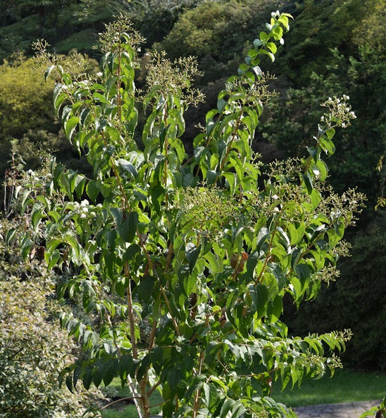 Blühender Sommerflieder im Garten