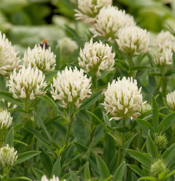 Nahaufnahme von Weißklee mit grünen Blättern