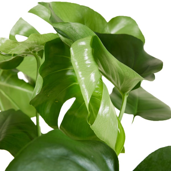 Bloomique - 2er Set - Monstera Deliciosa - Fensterblatt - Zimmerpflanzen - Pflegeleicht - Luftreinigend - Höhe 70-80 cm - Topf 21 cm