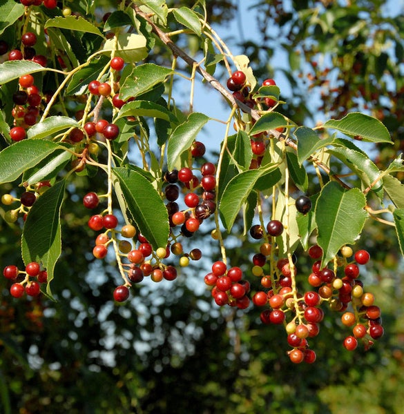 Traubenkirsche mit reifen Früchten und grünen Blättern.