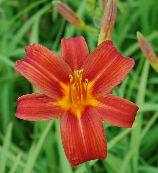 Nahaufnahme einer Taglilienblüte im Garten.