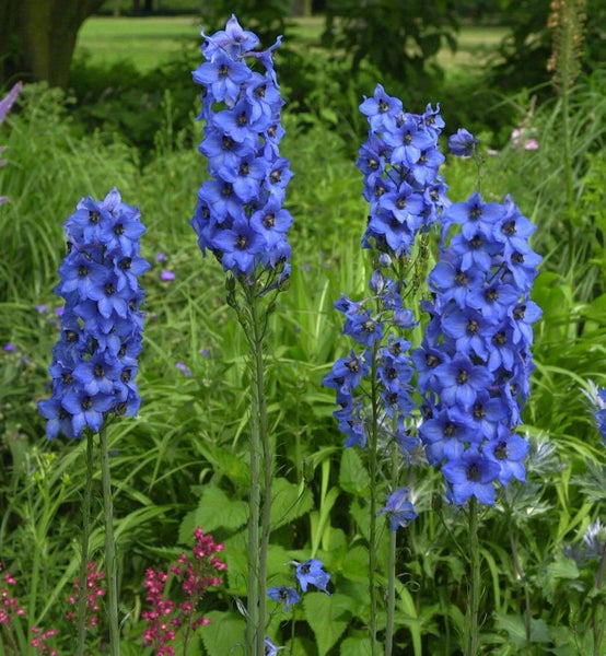 Blauer Rittersporn im Gartenbeet