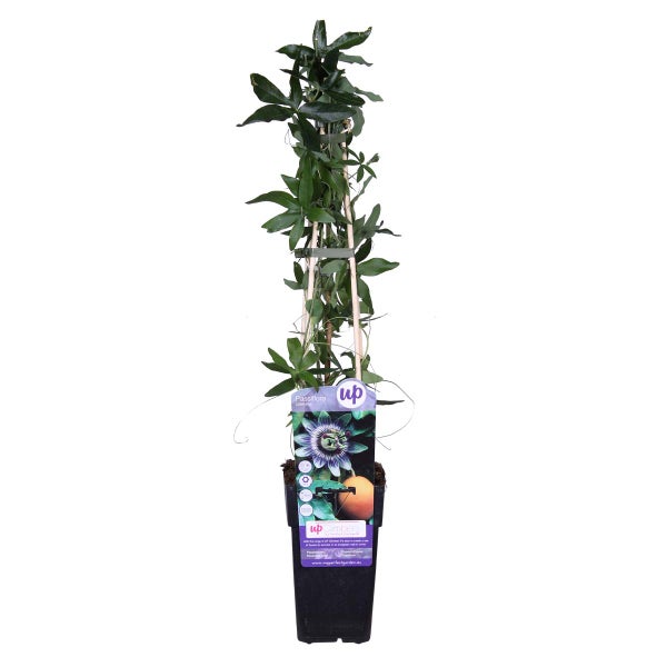 Passiflora caerulea – Passionsblume – Kletterpflanze – Winterheart – ⌀15 cm – ↕ 60-70 cm