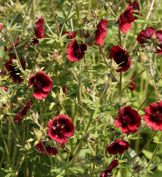 Blühende Blutrotes Fingerkraut Staude im Garten